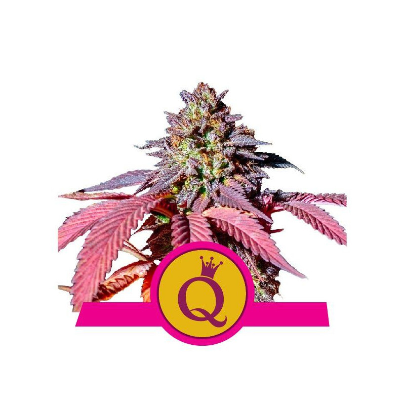 Semillas de marihuana feminizadas - Royal Queen Seeds