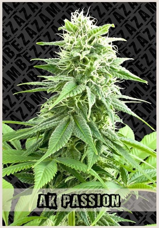 Zambeza Seeds en Cannabislandia