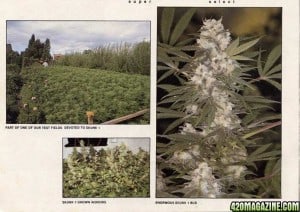 420magazine_com