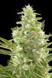 Autodinafem-Critical_Autoflowering-01-3247-_product_gallery