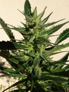 Black Samba de Super Autos by Stitch (Flash Seeds)