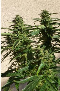 Missile 33 de Super Autos by Stitch (Flash Seeds)