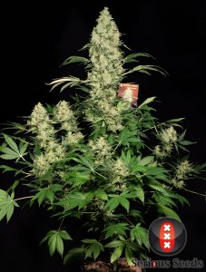 ak 47 marihuana whole-plant---choice-2-pic