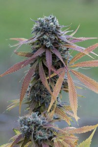 blue-kush-autoflowering