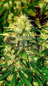 Chaze de Super Autos by Stitch (Flash Seeds)