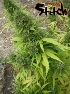 Copacabana de Super Autos by Stitch (Flash Seeds)