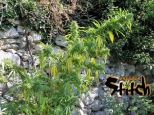 Muay Thai de Super Autos by Stitch (Flash Seeds)