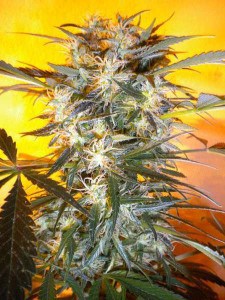 Nirvana Sky de Super Autos by Stitch (Flash Seeds)