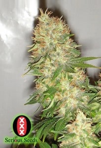 serious-seeds- ak 47 marihuana 10_1