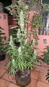 Spacer de Super Autos by Stitch (Flash Seeds)