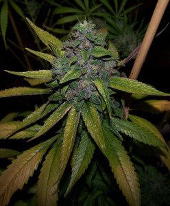 true-blueberry-icmag