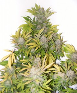 semillas-regulares-o-feminizadas-sad-s1-sweet-seeds