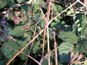 10-comidas-colocan-moras-verdes