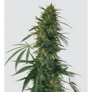 buddha-seeds-semillas-autoflorecientes-pulsar