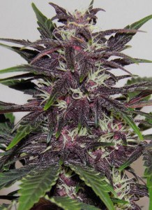 buddha-seeds-semillas-autoflorecientes-purple-kush