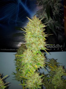 buddha-seeds-semillas-autoflorecientes-syrup