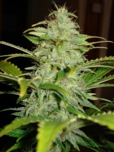 carroll-leds-seeds-indo-kush