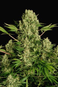 carroll-leds-seeds-the-chronic