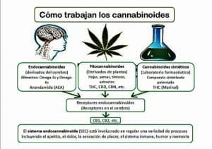 cannabinoides-en-la-marihuana-uso