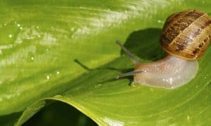 plagas-en-cultivos-de-marihuana-caracol