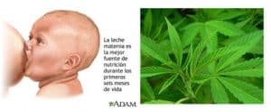 10-curiosidades-marihuana-6