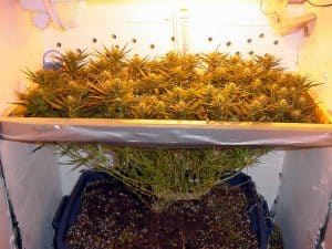 scrog