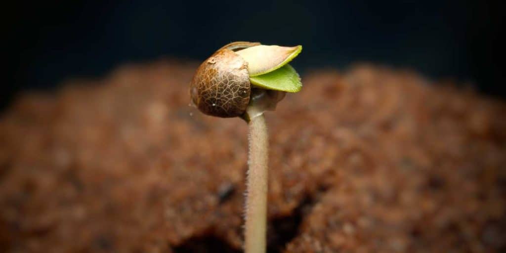 germinar semillas de cannabis