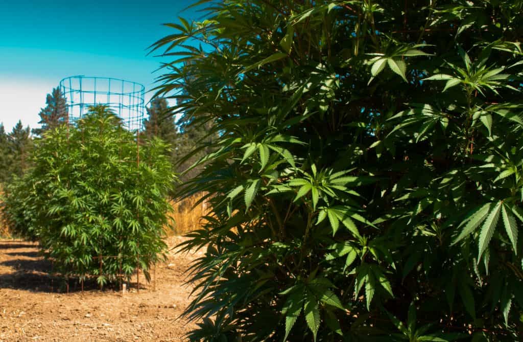 El cultivo de marihuana en exterior en el mes de Agosto