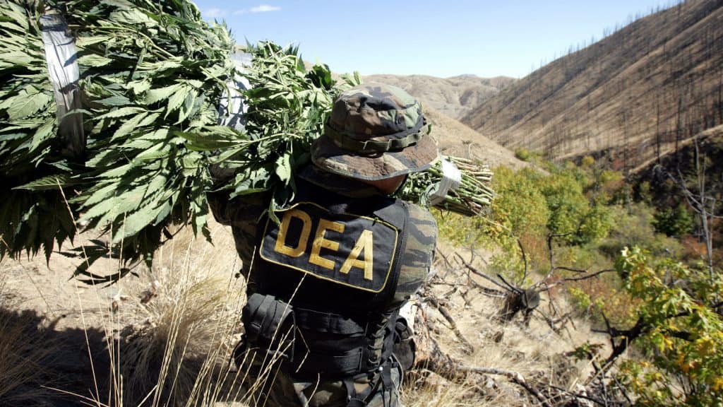 DEA interviniendo cultivo de marihuana