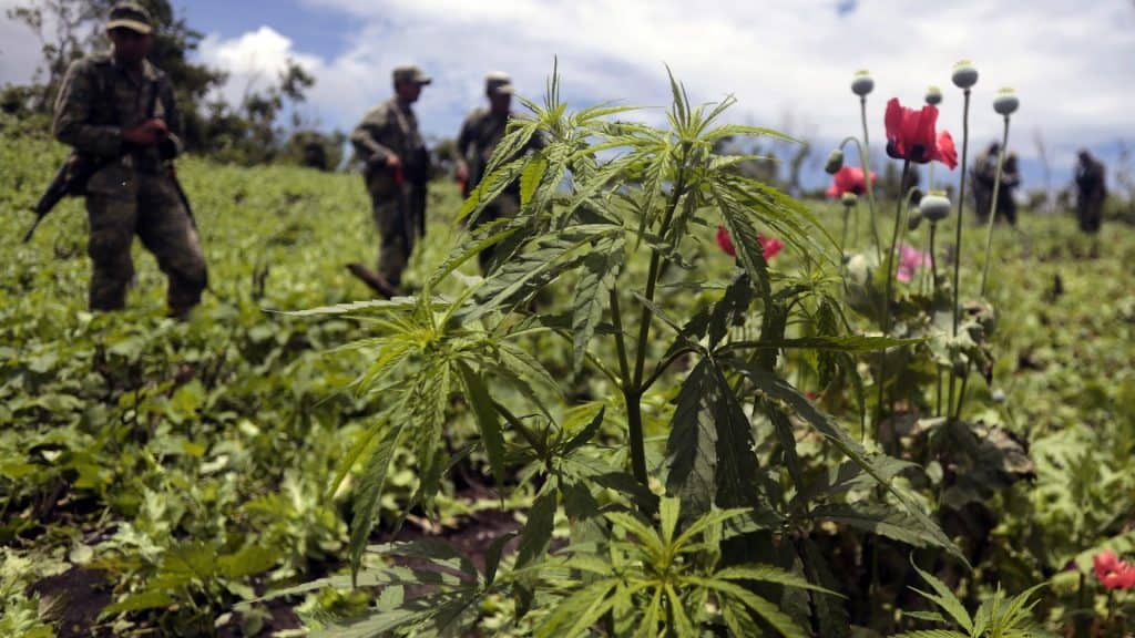 marihuana landrace México